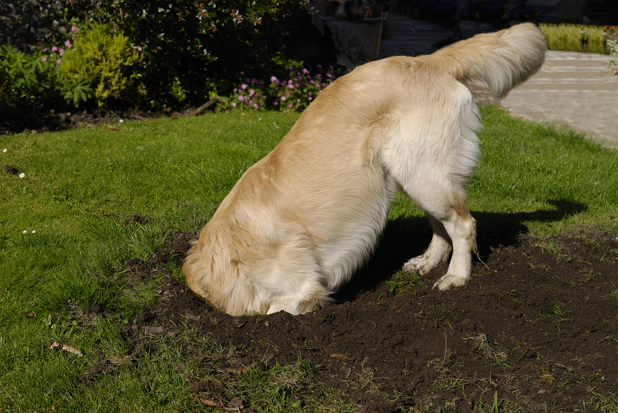 Dog digging the past Blank Meme Template