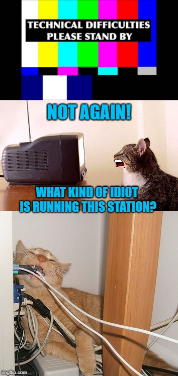 CAT-TV | NOT AGAIN! WHAT KIND OF IDIOT IS RUNNING THIS STATION? | image tagged in funny memes,cat,cats,tv show,tv | made w/ Imgflip meme maker