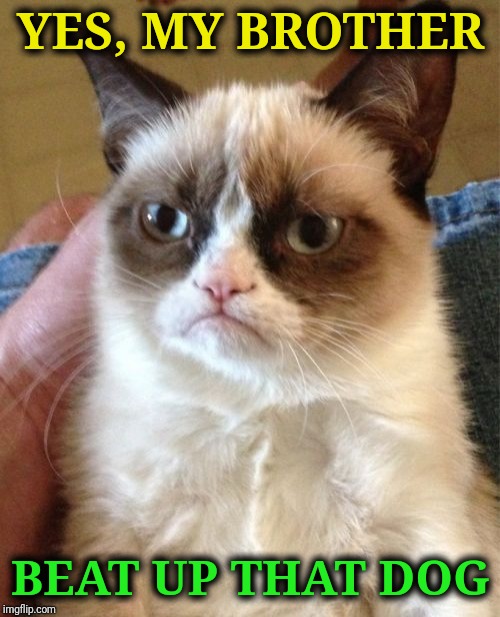 Grumpy Cat Meme | YES, MY BROTHER BEAT UP THAT DOG | image tagged in memes,grumpy cat | made w/ Imgflip meme maker