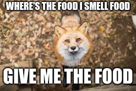 i smell food | WHERE'S THE FOOD I SMELL FOOD; GIVE ME THE FOOD | image tagged in fox | made w/ Imgflip meme maker