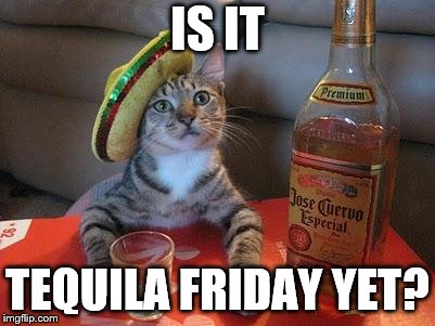tequila cat | IS IT; TEQUILA FRIDAY YET? | image tagged in tequila cat | made w/ Imgflip meme maker