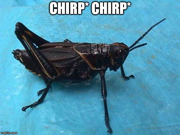 Cricket  | CHIRP* CHIRP* | image tagged in cricket | made w/ Imgflip meme maker