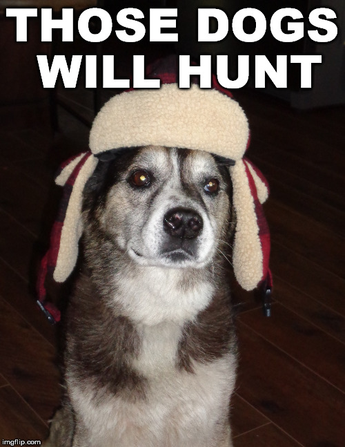 hunting dog | THOSE DOGS WILL HUNT | image tagged in hunting dog | made w/ Imgflip meme maker