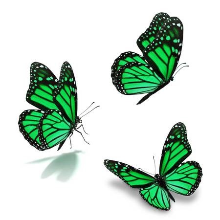 Emerald Green Monarch Butterflies Blank Meme Template