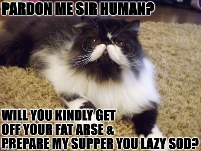 PARDON ME SIR HUMAN? WILL YOU KINDLY GET OFF YOUR FAT ARSE & PREPARE MY SUPPER YOU LAZY SOD? | image tagged in british cat | made w/ Imgflip meme maker