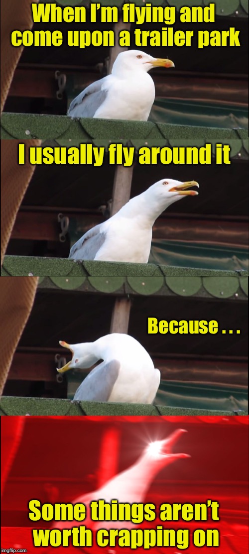 Even seagulls have their standards | When I’m flying and come upon a trailer park; I usually fly around it; Because . . . Some things aren’t worth crapping on | image tagged in memes,inhaling seagull,trailer trash | made w/ Imgflip meme maker