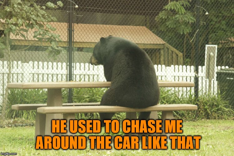 Sad Bear | HE USED TO CHASE ME AROUND THE CAR LIKE THAT | image tagged in sad bear | made w/ Imgflip meme maker