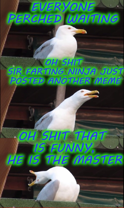 EVERYONE PERCHED WAITING; OH SHIT SIR_FARTING_NINJA JUST POSTED ANOTHER MEME; OH SHIT THAT IS FUNNY, HE IS THE MASTER | image tagged in funny,meme,animal,sir_farting_ninja | made w/ Imgflip meme maker
