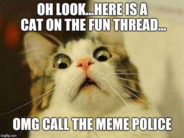 Scared Cat | OH LOOK...HERE IS A CAT ON THE FUN THREAD... OMG CALL THE MEME POLICE | image tagged in memes,scared cat | made w/ Imgflip meme maker