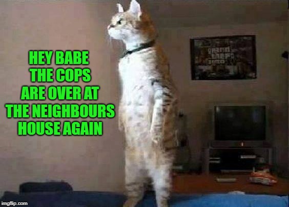 nosey neighbours | HEY BABE THE COPS ARE OVER AT THE NEIGHBOURS HOUSE AGAIN | image tagged in nosey cat,cat | made w/ Imgflip meme maker