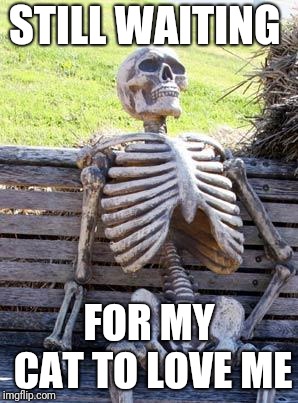 Waiting Skeleton | STILL WAITING; FOR MY CAT TO LOVE ME | image tagged in memes,waiting skeleton | made w/ Imgflip meme maker