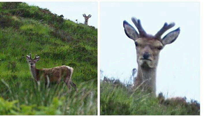 High Quality Angry deer Blank Meme Template