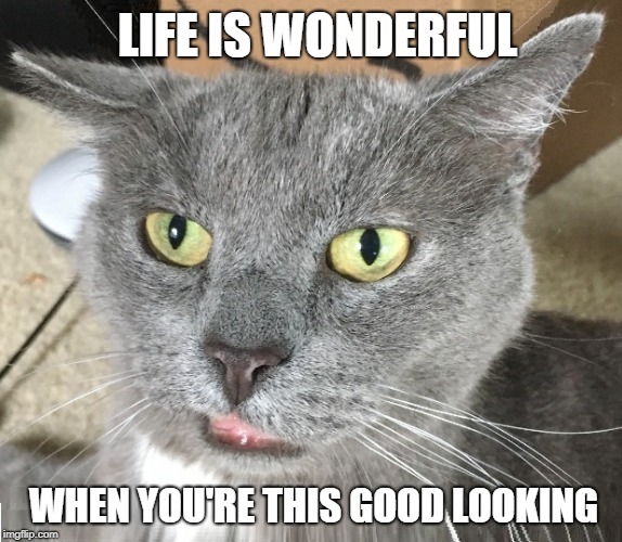 LIFE IS WONDERFUL; WHEN YOU'RE THIS GOOD LOOKING | image tagged in good looking,kitty,handsome,the most interesting cat in the world,cat,cute cat | made w/ Imgflip meme maker