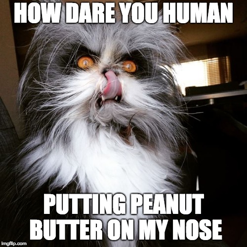 EVIL CAT | HOW DARE YOU HUMAN; PUTTING PEANUT BUTTER ON MY NOSE | image tagged in evil cat | made w/ Imgflip meme maker