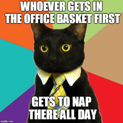 Business Cat | WHOEVER GETS IN THE OFFICE BASKET FIRST; GETS TO NAP THERE ALL DAY | image tagged in memes,business cat | made w/ Imgflip meme maker