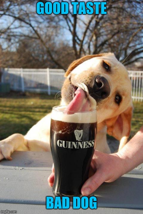 Preferences versus Behaviors | GOOD TASTE; BAD DOG | image tagged in dog,drink,guinness | made w/ Imgflip meme maker