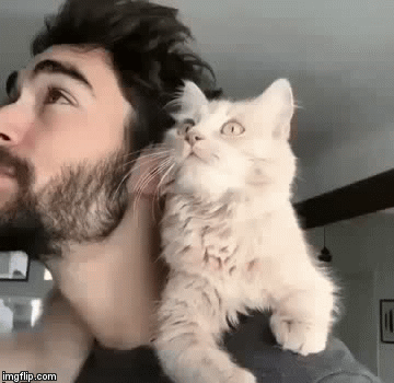 Adorable | image tagged in gifs,cats,cat,humans and cats,google images,craziness_all_the_way | made w/ Imgflip video-to-gif maker