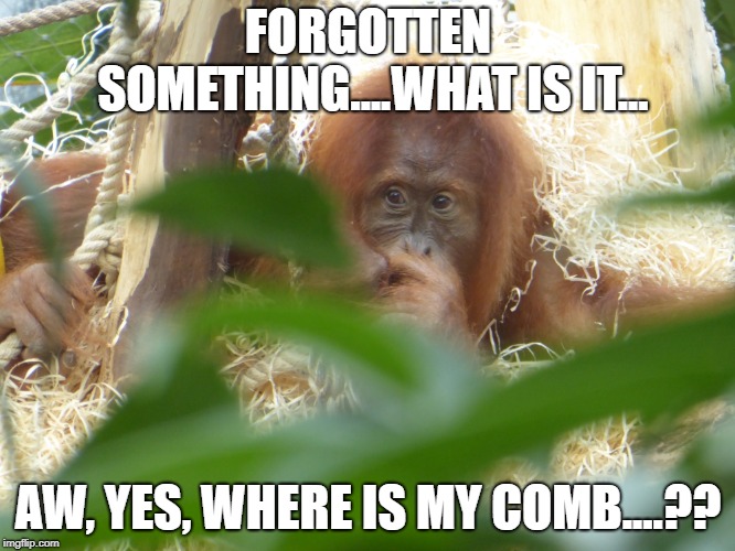 animal | FORGOTTEN SOMETHING....WHAT IS IT... AW, YES, WHERE IS MY COMB....?? | image tagged in funny memes | made w/ Imgflip meme maker
