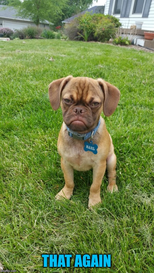 Earl The Grumpy Dog | THAT AGAIN | image tagged in earl the grumpy dog | made w/ Imgflip meme maker