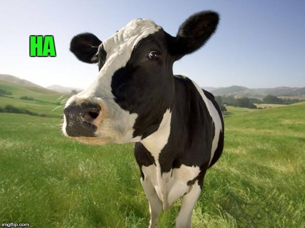 cow | HA | image tagged in cow | made w/ Imgflip meme maker