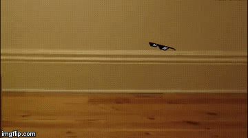 He’s a cat, so... | image tagged in gifs,reaction gifs | made w/ Imgflip video-to-gif maker