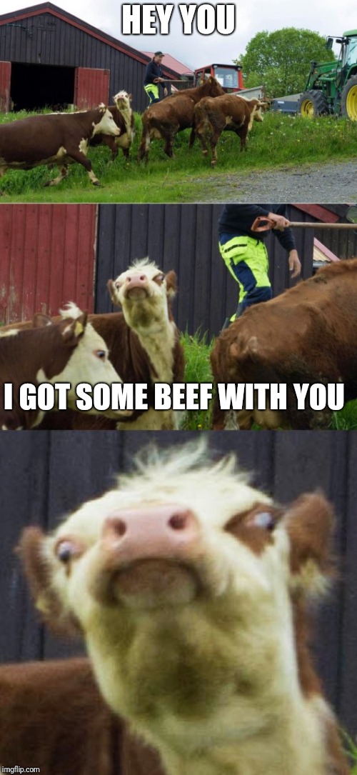 It's a cow | HEY YOU; I GOT SOME BEEF WITH YOU | image tagged in bad pun cow,beef,that face | made w/ Imgflip meme maker