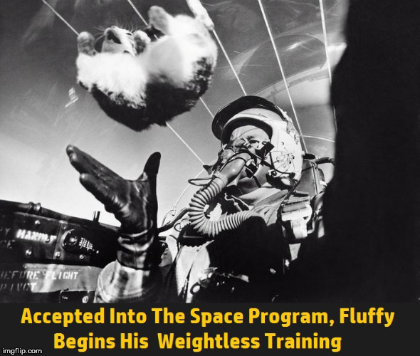 image tagged in cat,space,training,astronaut,airplane,weightless | made w/ Imgflip meme maker