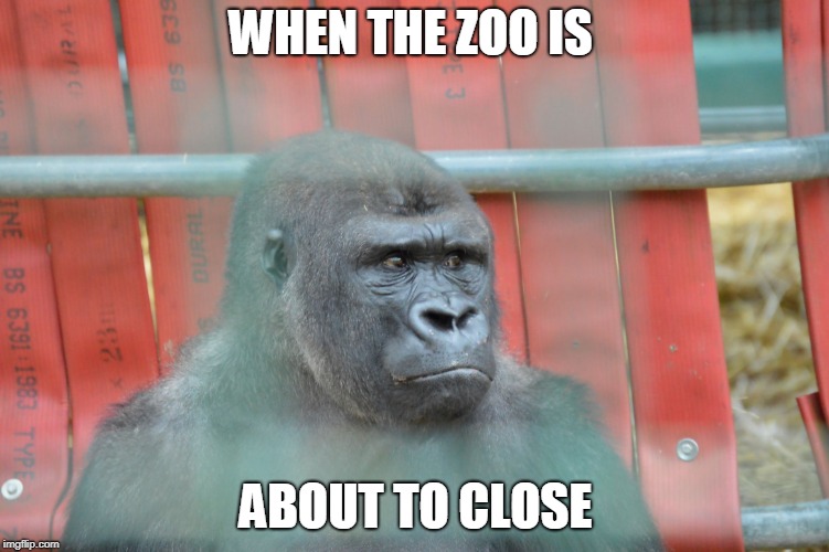 Sad gorrila | WHEN THE ZOO IS; ABOUT TO CLOSE | image tagged in sad gorrila | made w/ Imgflip meme maker