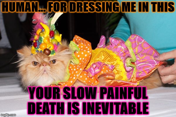 HUMAN... FOR DRESSING ME IN THIS; YOUR SLOW PAINFUL DEATH IS INEVITABLE | image tagged in enraged persian | made w/ Imgflip meme maker