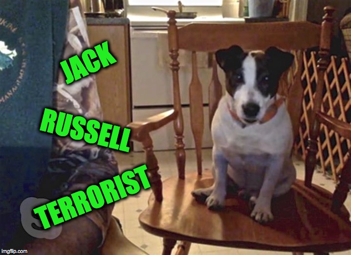 Ask Any Bear (he's treed six of 'em!) | JACK; RUSSELL; TERRORIST | image tagged in awesome doggo | made w/ Imgflip meme maker