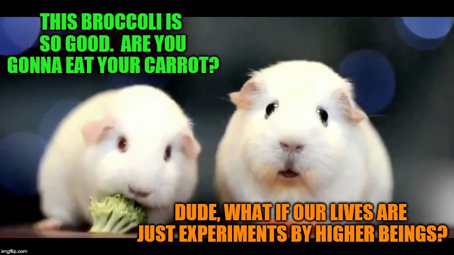 Existential Guinea Pig | THIS BROCCOLI IS SO GOOD.  ARE YOU GONNA EAT YOUR CARROT? DUDE, WHAT IF OUR LIVES ARE JUST EXPERIMENTS BY HIGHER BEINGS? | image tagged in existential guinea pig | made w/ Imgflip meme maker