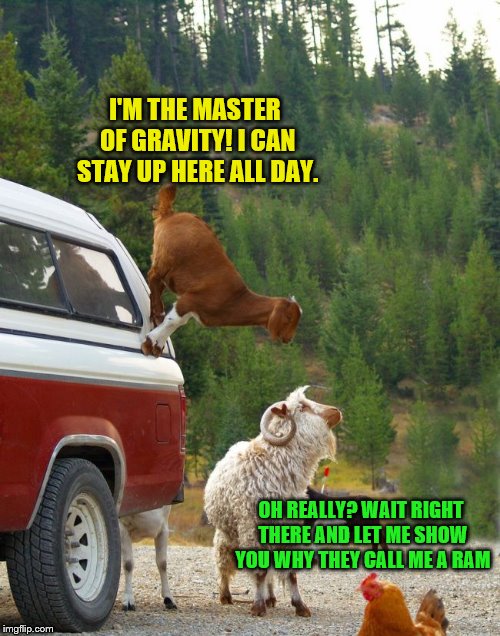 Goats be climbing fools. | I'M THE MASTER OF GRAVITY! I CAN STAY UP HERE ALL DAY. OH REALLY? WAIT RIGHT THERE AND LET ME SHOW YOU WHY THEY CALL ME A RAM | image tagged in memes,ram,goat,gravity | made w/ Imgflip meme maker