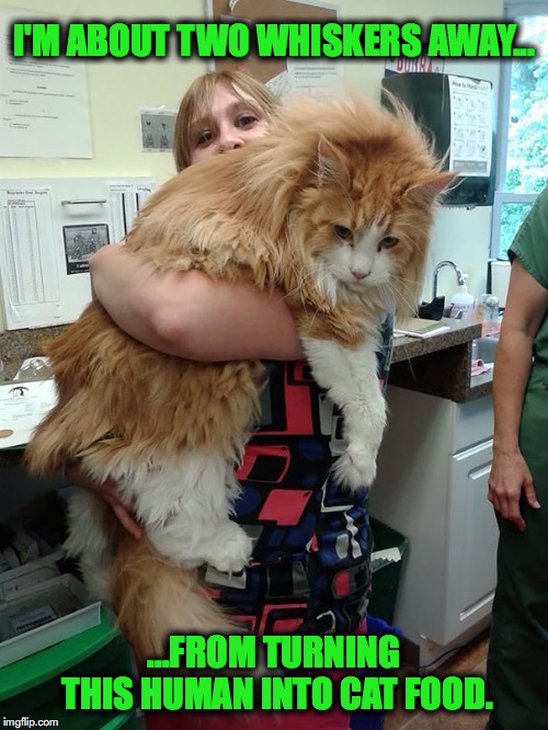 Maine Coon Monster Kitty Is Not A Happy Camper | I'M ABOUT TWO WHISKERS AWAY... ...FROM TURNING THIS HUMAN INTO CAT FOOD. | image tagged in maine coon cat | made w/ Imgflip meme maker