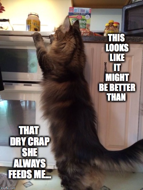 What Maine Coon's Do When You're Not Looking | THIS LOOKS LIKE IT MIGHT BE BETTER THAN; THAT DRY CRAP SHE ALWAYS FEEDS ME... | image tagged in maine coon cat | made w/ Imgflip meme maker