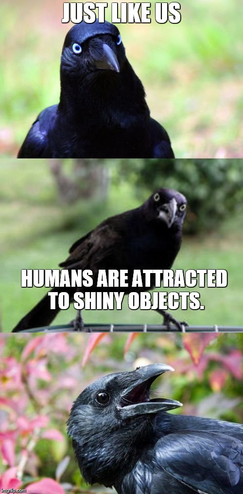 bad pun crow | JUST LIKE US HUMANS ARE ATTRACTED TO SHINY OBJECTS. | image tagged in bad pun crow | made w/ Imgflip meme maker