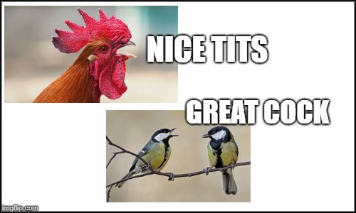 NICE TITS GREAT COCK | made w/ Imgflip meme maker