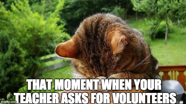 Embarrassed Cat | THAT MOMENT WHEN YOUR TEACHER ASKS FOR VOLUNTEERS | image tagged in embarrassed cat | made w/ Imgflip meme maker
