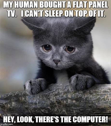 Confession Cat | MY HUMAN BOUGHT A FLAT PANEL TV.   I CAN'T SLEEP ON TOP OF IT. HEY, LOOK, THERE'S THE COMPUTER! | image tagged in confession cat | made w/ Imgflip meme maker