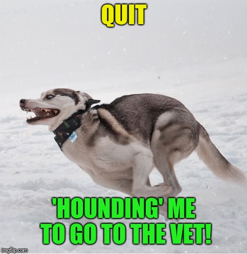 Running dog | QUIT 'HOUNDING' ME TO GO TO THE VET! | image tagged in running dog | made w/ Imgflip meme maker