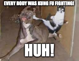 did some one say ____???? | EVERY BODY WAS KUNG FU FIGHTING! HUH! | image tagged in did some one say ____ | made w/ Imgflip meme maker
