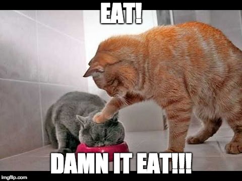 EAT! | EAT! DAMN IT EAT!!! | image tagged in the rock driving evil cat | made w/ Imgflip meme maker