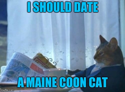 I Should Buy A Boat Cat Meme | I SHOULD DATE A MAINE COON CAT | image tagged in memes,i should buy a boat cat | made w/ Imgflip meme maker