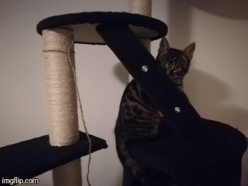 adventures on the cat tree! | image tagged in gifs,cats,funny | made w/ Imgflip images-to-gif maker