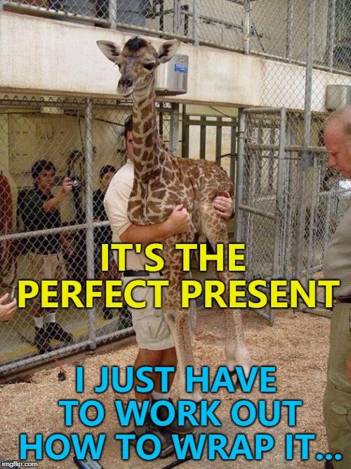 Remember - a giraffe is for life, not just for Christmas... :) | IT'S THE PERFECT PRESENT; I JUST HAVE TO WORK OUT HOW TO WRAP IT... | image tagged in giraffe hugging,memes,animals,christmas,giraffes | made w/ Imgflip meme maker