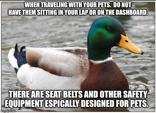 Actual Advice Mallard | WHEN TRAVELING WITH YOUR PETS.  DO NOT HAVE THEM SITTING IN YOUR LAP OR ON THE DASHBOARD. THERE ARE SEAT BELTS AND OTHER SAFETY EQUIPMENT ESPICALLY DESIGNED FOR PETS. | image tagged in memes,actual advice mallard,AdviceAnimals | made w/ Imgflip meme maker