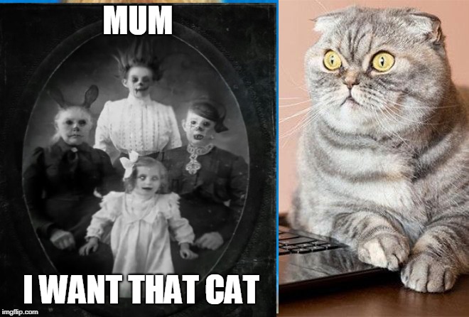 no way | MUM; I WANT THAT CAT | image tagged in cats | made w/ Imgflip meme maker