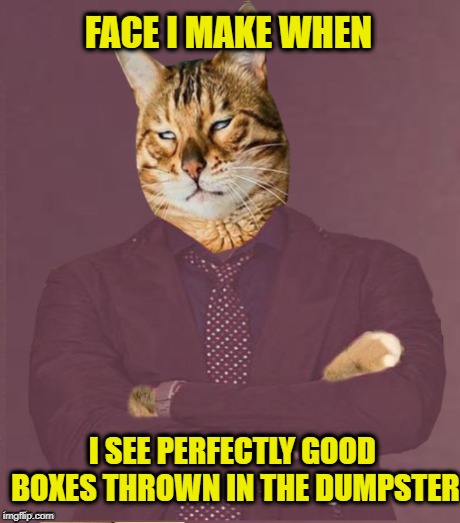 Loves those boxes | FACE I MAKE WHEN; I SEE PERFECTLY GOOD BOXES THROWN IN THE DUMPSTER | image tagged in funny memes,cats,cat,boxes,face you make robert downey jr | made w/ Imgflip meme maker