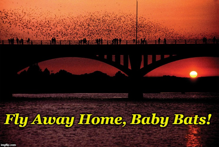 Congress Avenue bridge - Austin | Fly Away Home, Baby Bats! | image tagged in bat colony in austin texas | made w/ Imgflip meme maker