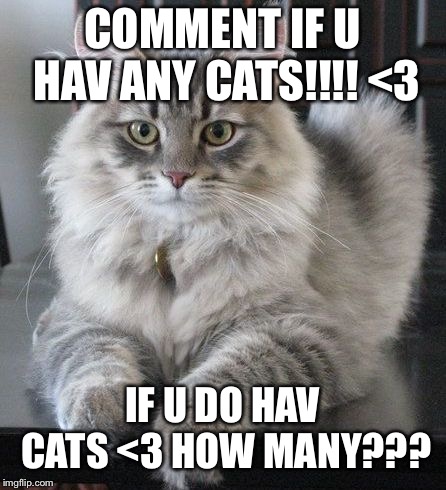 COMMENT IF U HAV ANY CATS!!!! <3; IF U DO HAV CATS <3 HOW MANY??? | image tagged in fancy fluffy cat | made w/ Imgflip meme maker