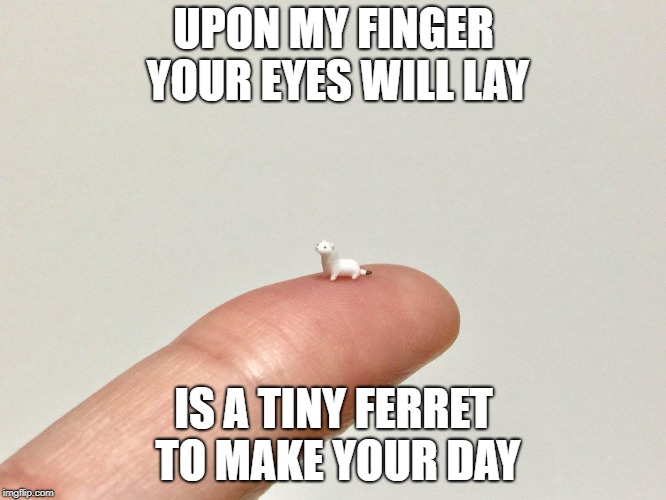 I bet you $10 you'll go "N'aaw" | UPON MY FINGER YOUR EYES WILL LAY; IS A TINY FERRET TO MAKE YOUR DAY | image tagged in ferret,tiny,finger,happy moment | made w/ Imgflip meme maker